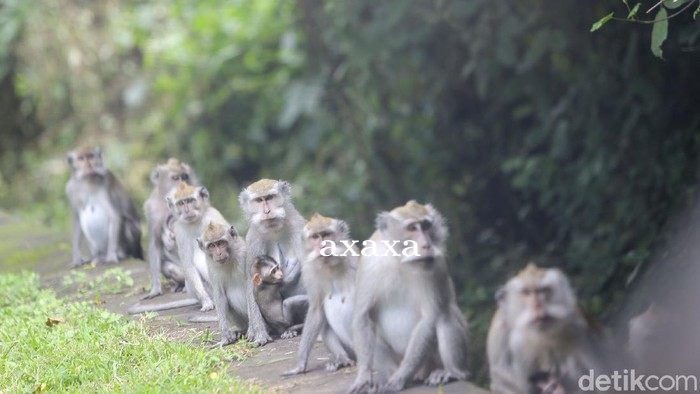 Monyet Kelaparan di Bali Serbu Rumah Warga Disorot Media Asing
